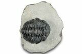 Bargain, Curled Pedinopariops Trilobite - Mrakib, Morocco #287700-3